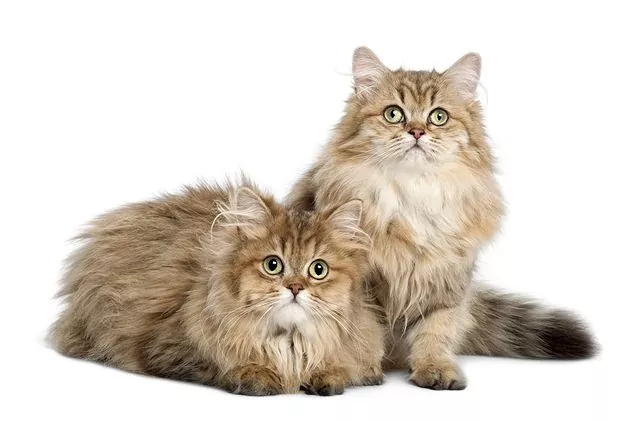 گربه بریتیش مو بلند