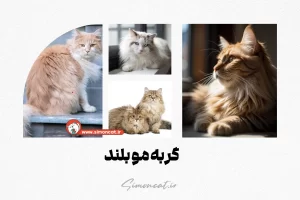 گربه مو بلند