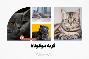 گربه مو کوتاه