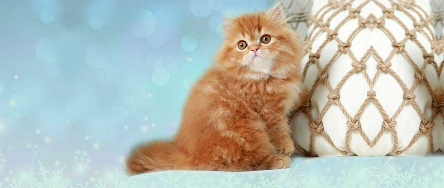 یک گربه جذاب