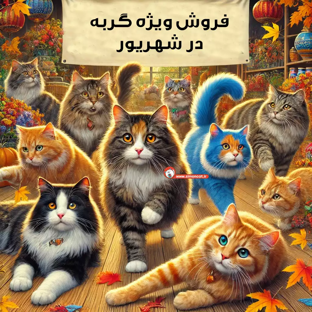 فروش ویژه گربه در شهریور سایمون کت