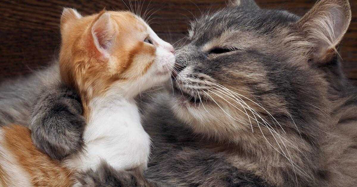 ارتباط با گربه های خیابانی