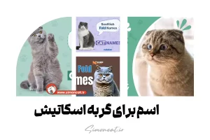 اسم برای گربه اسکاتیش