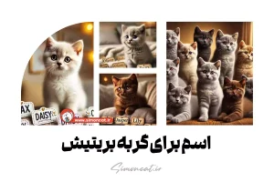 اسم برای گربه بریتیش