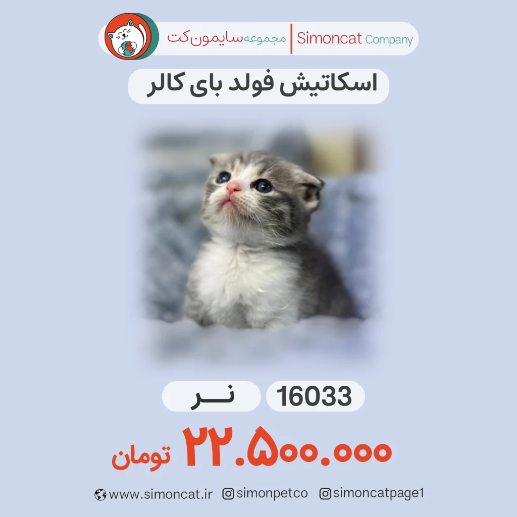 اسکاتیش فولد بای کالر کد16033