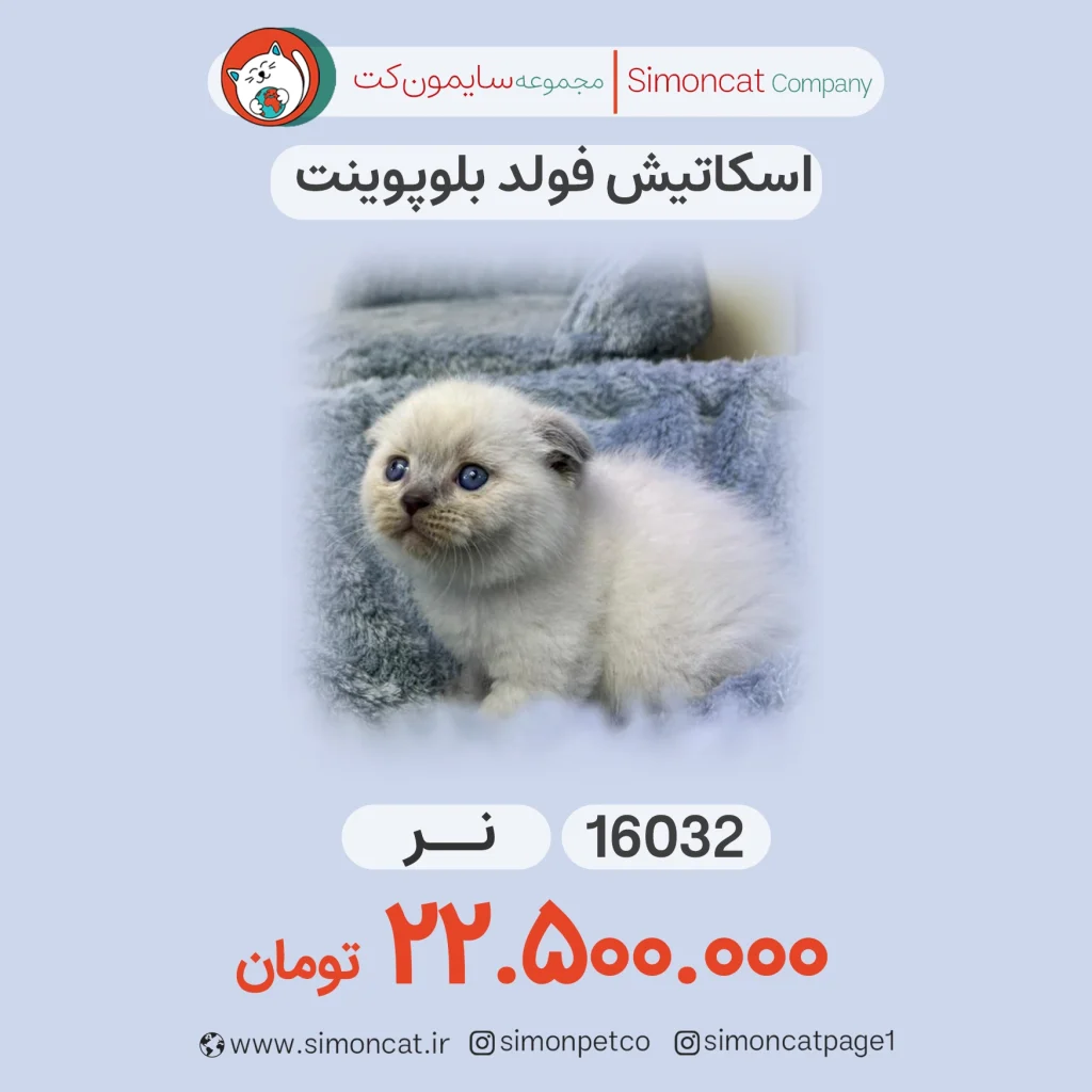 اسکاتیش فولد بلوپوینت کد16032