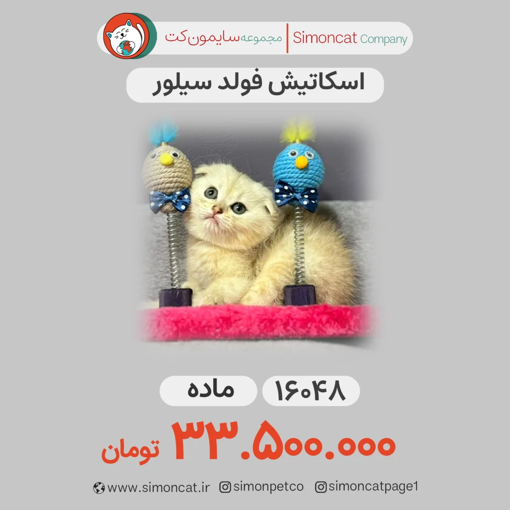 اسکاتیش فولد سیلور کد16048