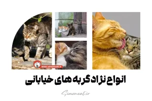 انواع نژاد گربه های خیابانی