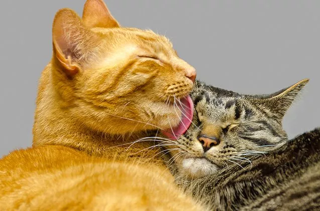 بازیگوشی گربه های خیابانی