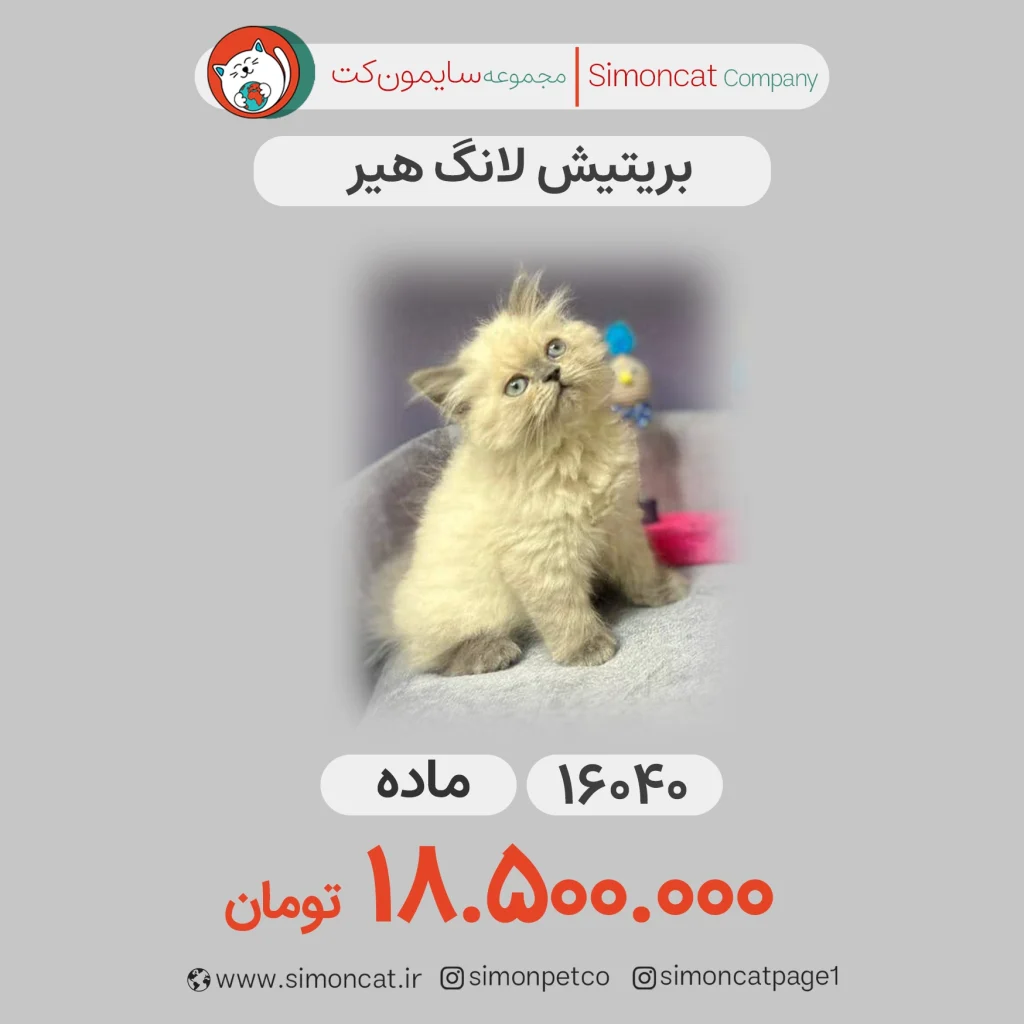 بریتیش لانگ هیر کد16040
