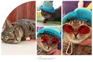 تولد گربه ای