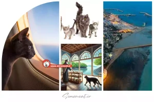 خرید گربه در جزیره قشم