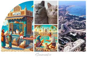 خرید گربه در کیش