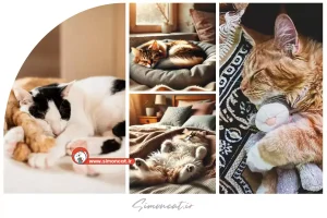 خوابیدن گربه، رازهایی درباره الگوهای خواب گربه‌ها