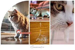 دلیل آب بالا آوردن گربه و راهکارهای پیشگیری