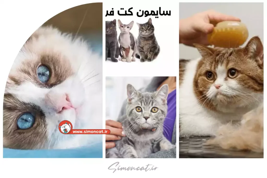 سایت فروش گربه
