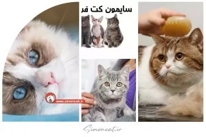 سایت فروش گربه