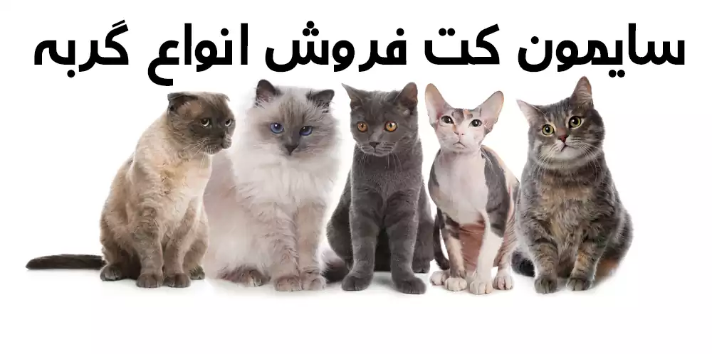 سایمون کت فروش انواع گربه
