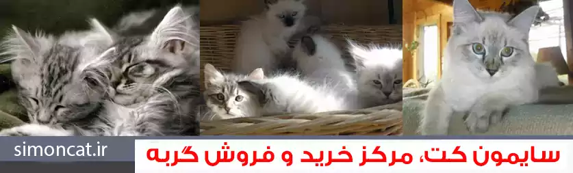 سایمون کت، مرکز خرید و فروش گربه
