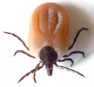 شکل یک کنه بالغ