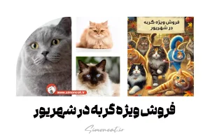 فروش ویژه گربه در شهریور