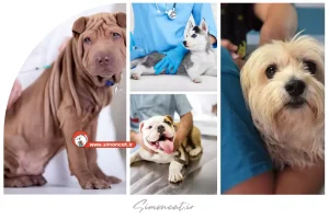 قیمت واکسن هاری برای سگ