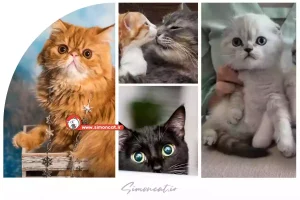 قیمت گربه ارزان