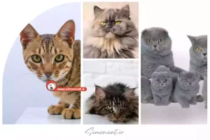 نژاد گربه ها