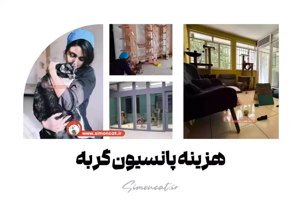 هزینه پانسیون گربه