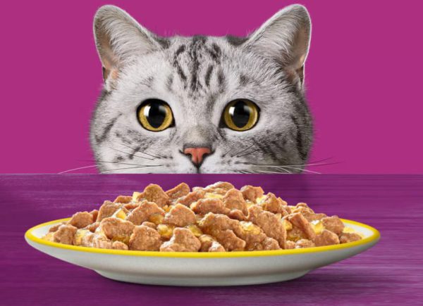 پوچ گربه بالغ whiskas