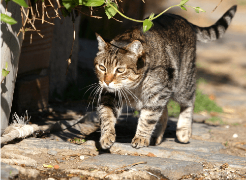 کمین کردن گربه خیابانی