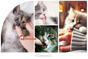 گاز گرفتن گربه