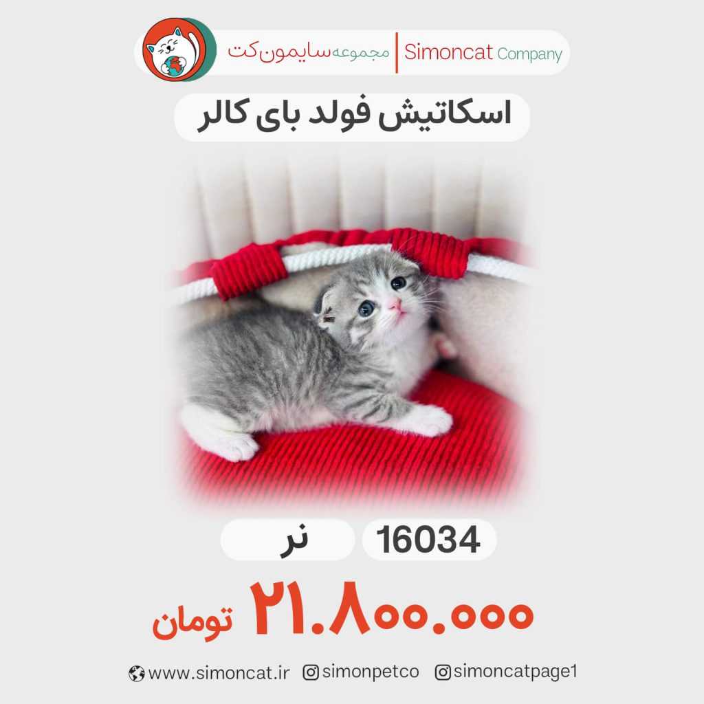 گربه اسکاتیش فولد بای کالر کد 16034
