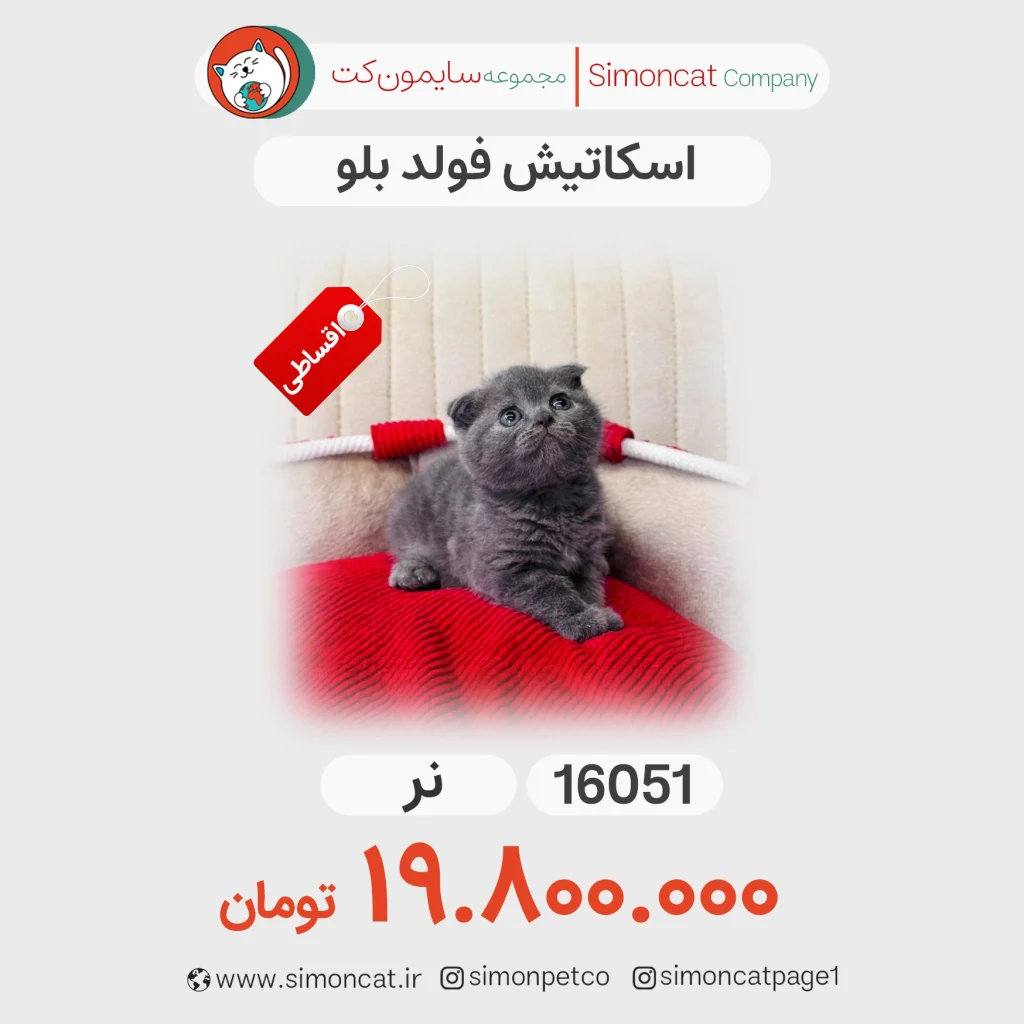 گربه اسکاتیش فولد بلو