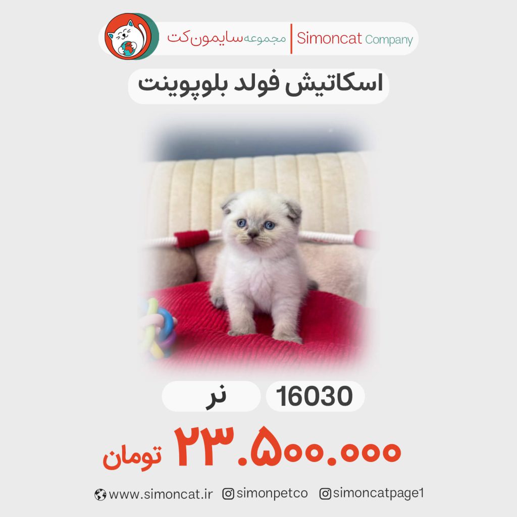 گربه اسکاتیش فولد بلوپوینت کد 16030