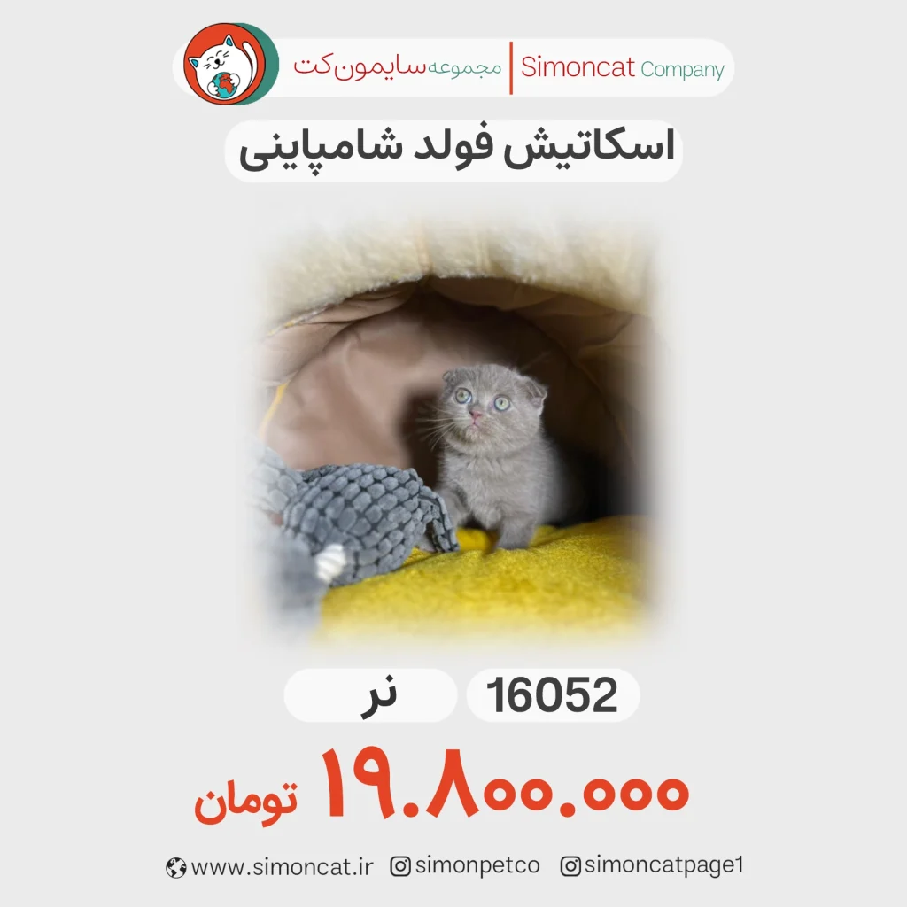 گربه اسکاتیش فولد شامپاینی