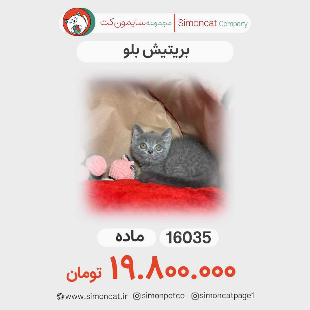 گربه پرشین بلو کد 16035