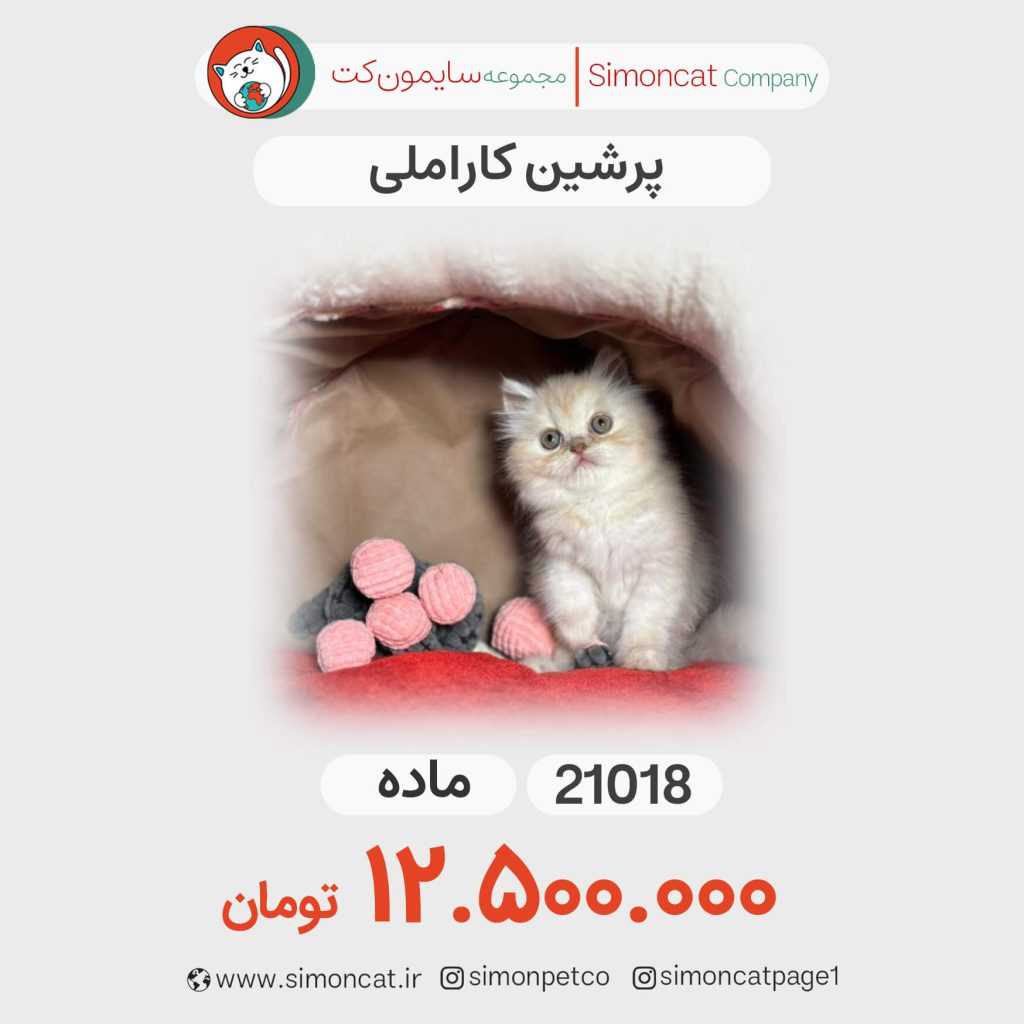 گربه پرشین کاراملی کد 21018