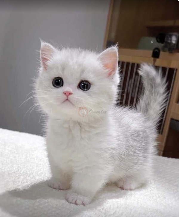 عکس گربه کوچولو بامزه