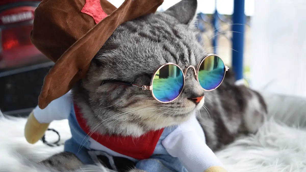 عکس گربه خانگی