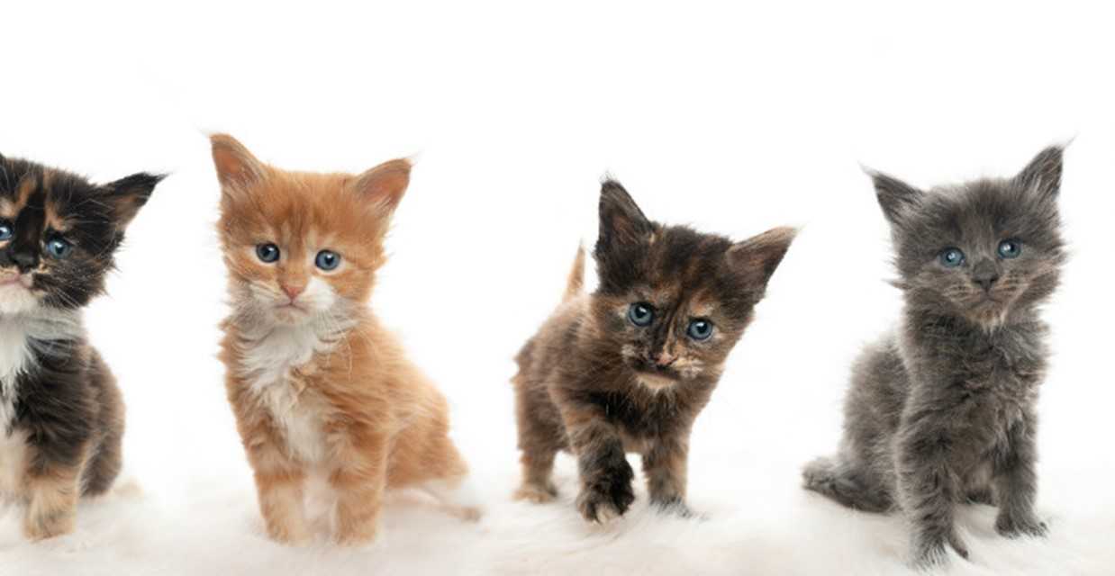 عکس گربه گوگولی