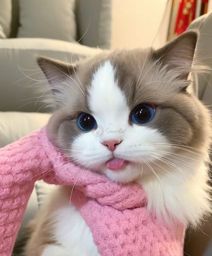 عکس گربه کوچولو بامزه