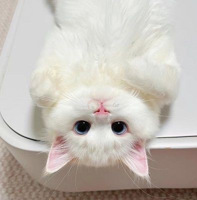 عکس گربه کوچولو بامزه