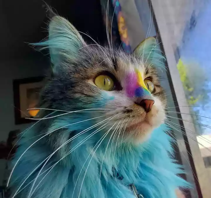 عکس گربه گوگولی