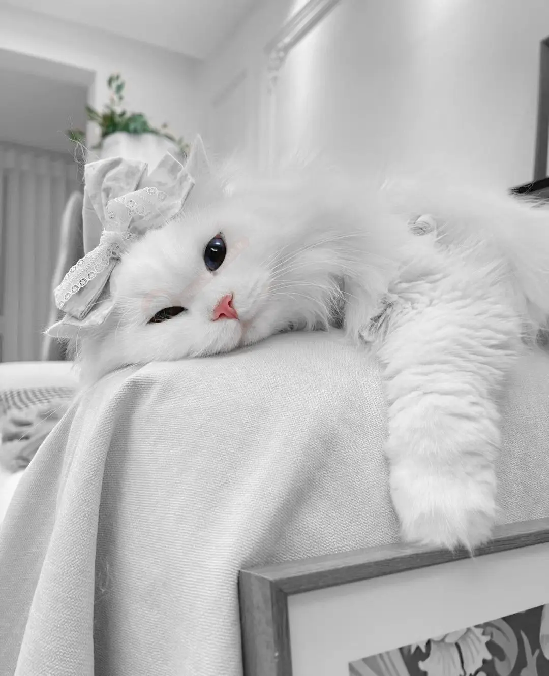 عکس گربه خانگی