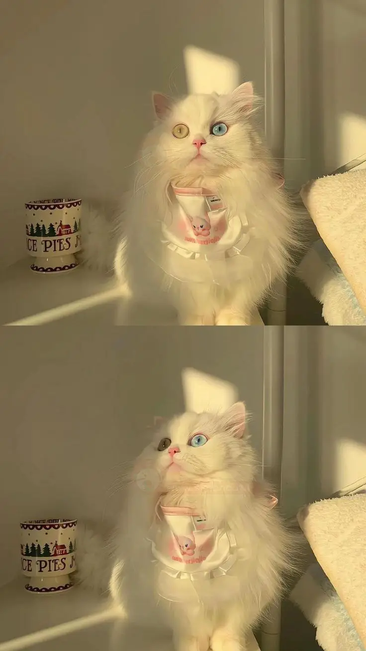 عکس گربه خانگی