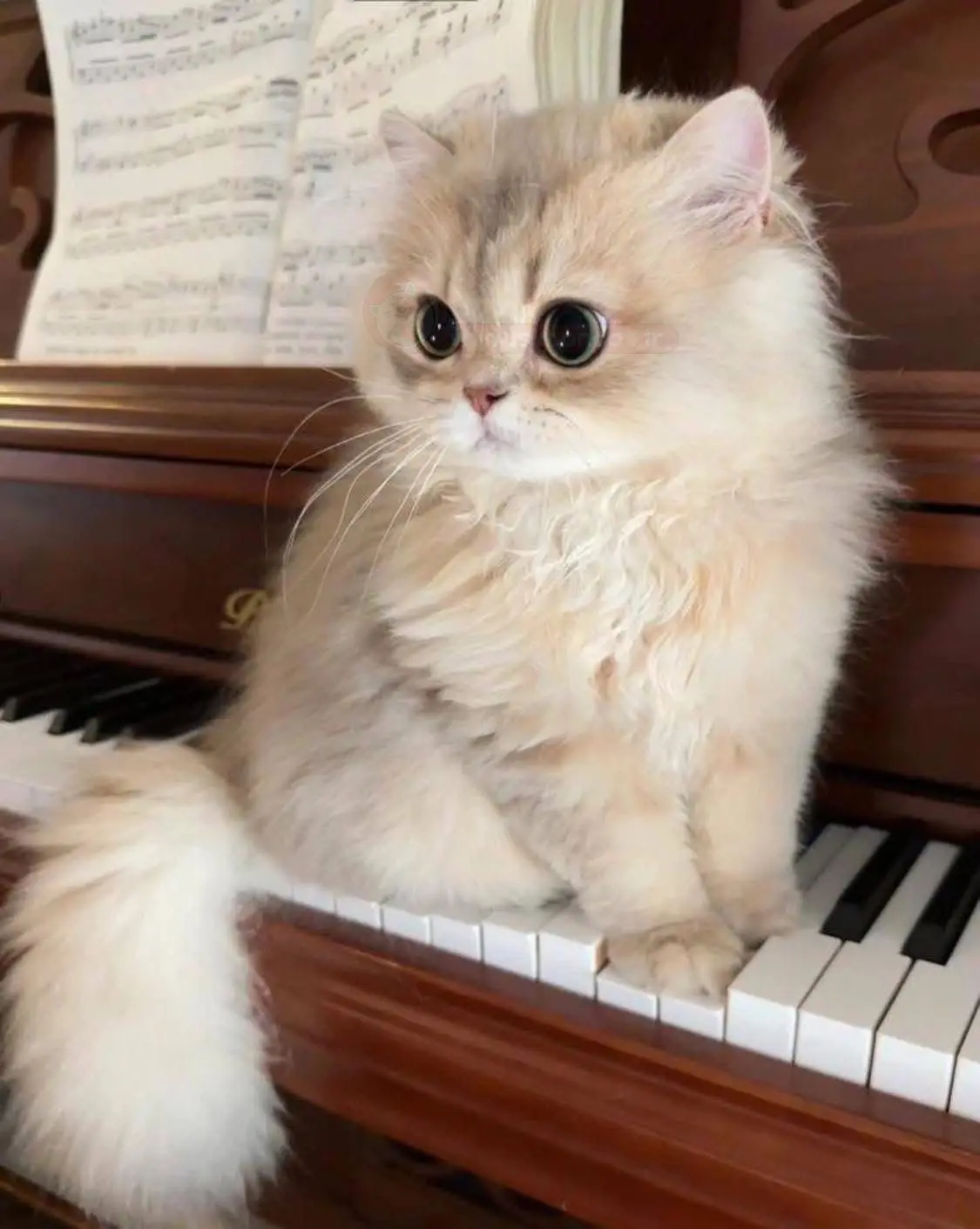 عکس گربه گوگولی