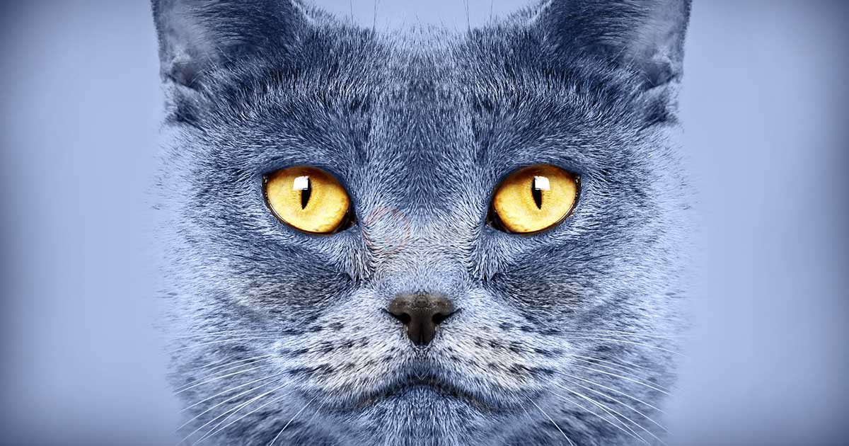 عکس گربه خانگی