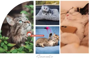 20 عکس گربه خانگی زیبا که قلب شما را تسخیر می‌کند