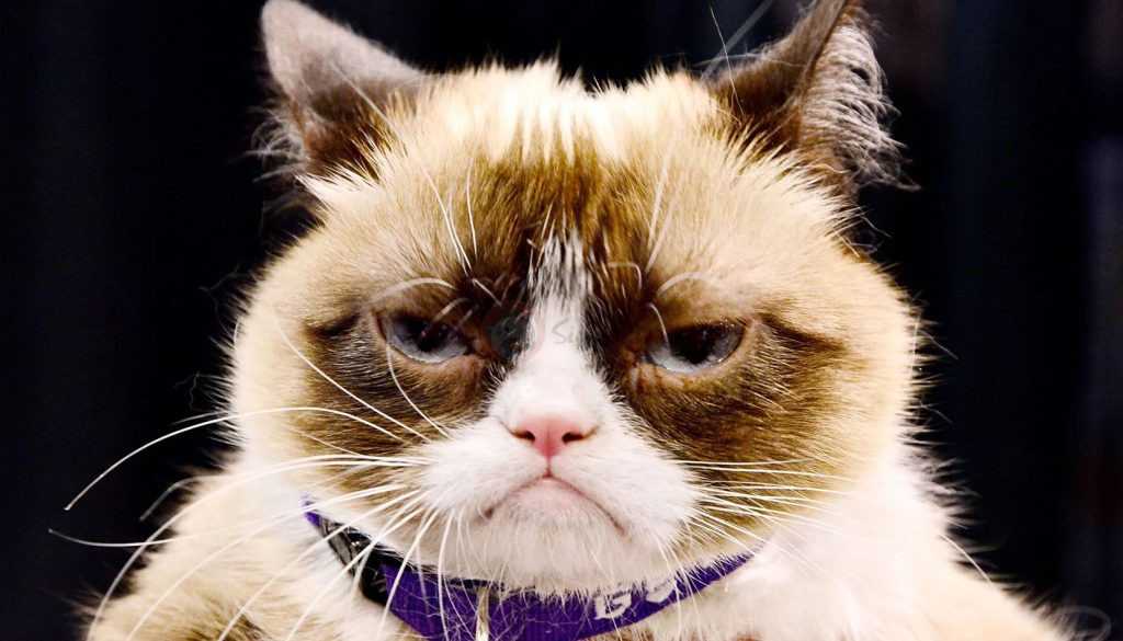 Grumpy Cat